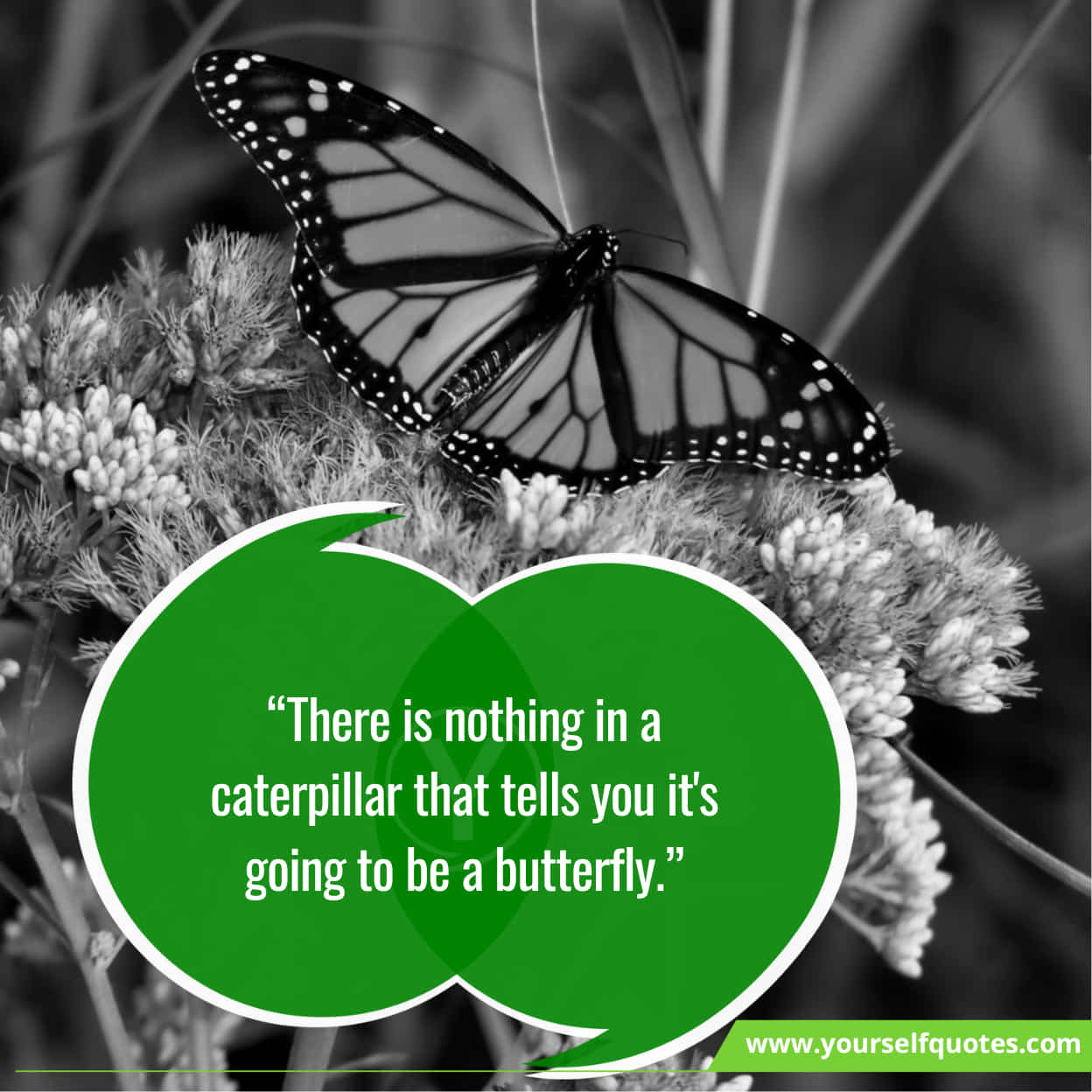Best Inspiring Butterfly Quotes About Life
