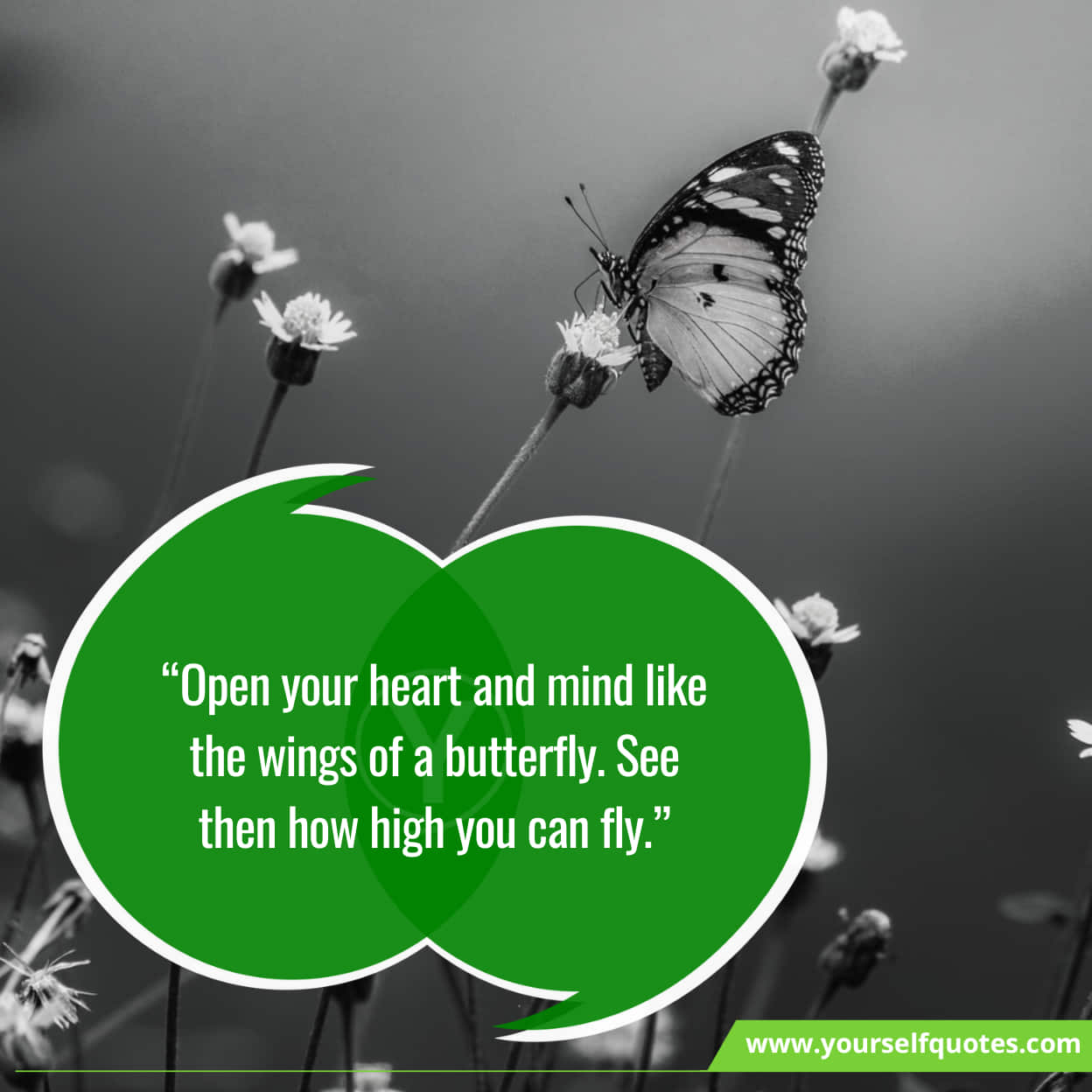 Best Quotes About Butterfly