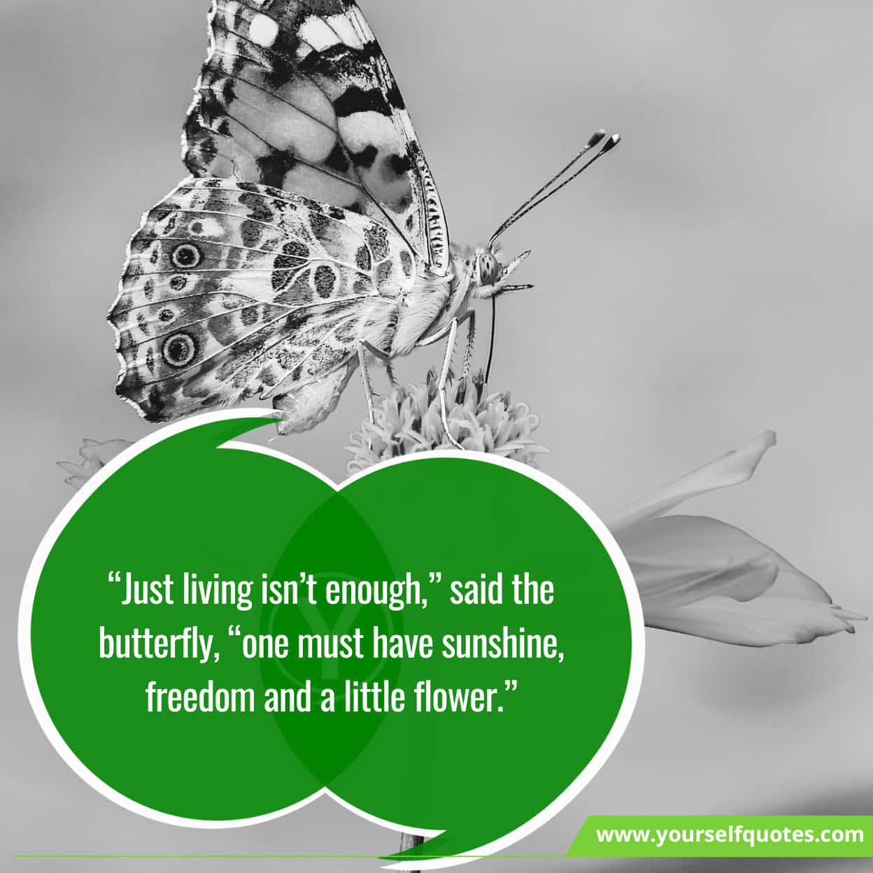 Best Quotes On Butterfly