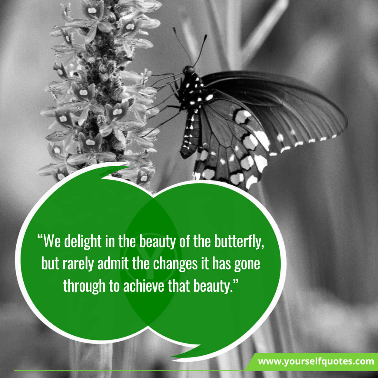 Butterfly Quotes About Life