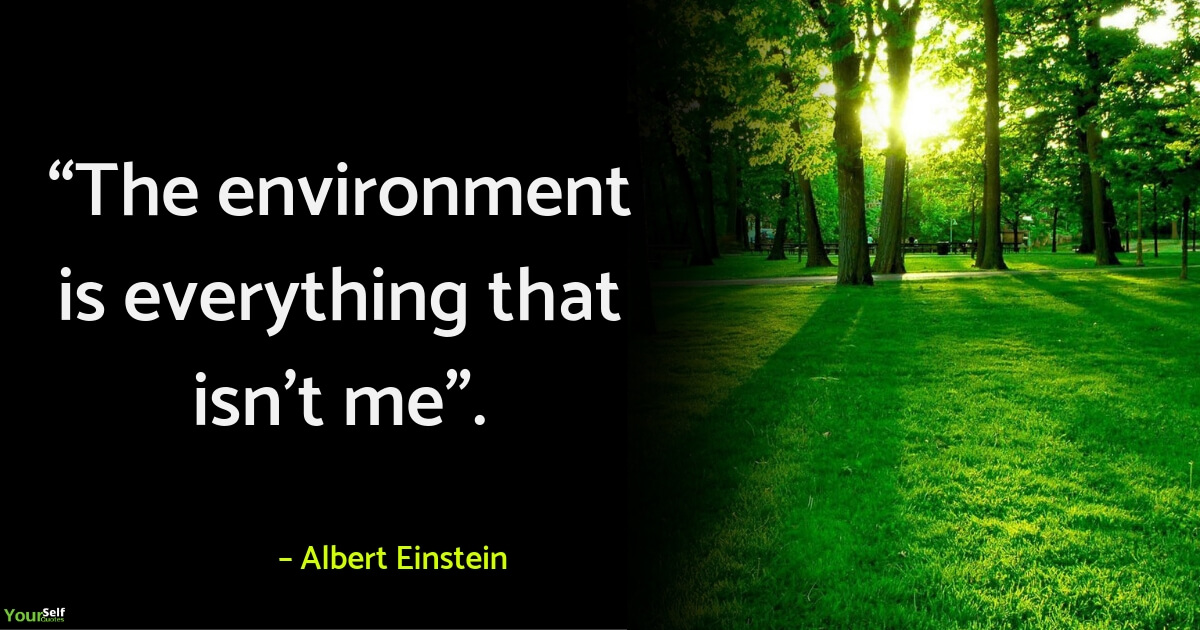Environment Quotes by Albert Einstein