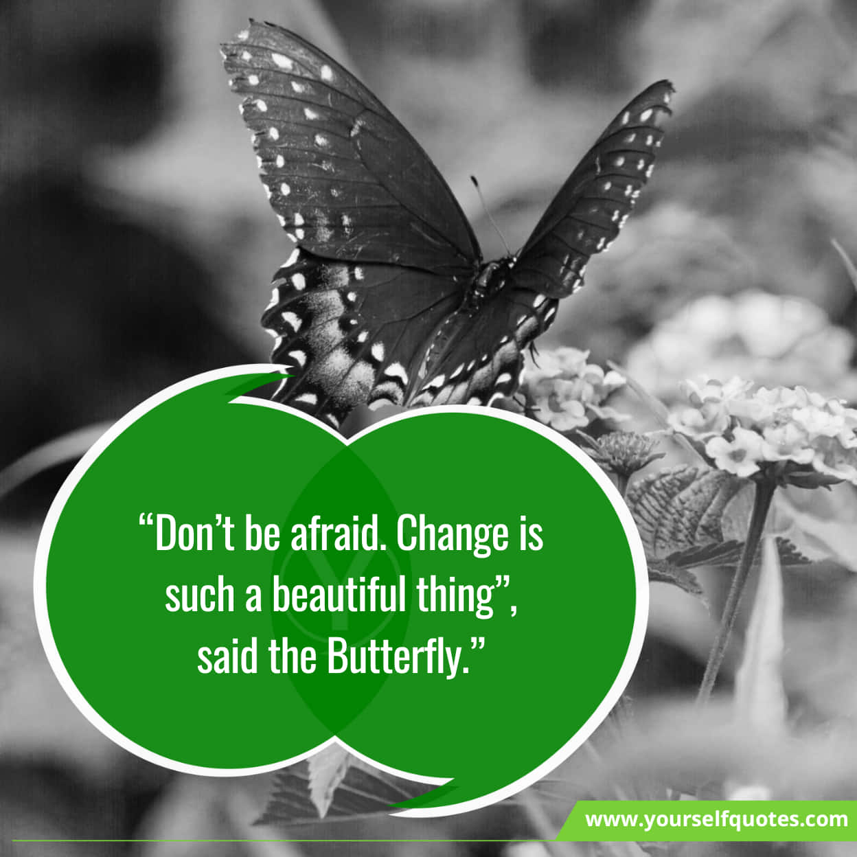 Exciting Best Quotes About Butterfly