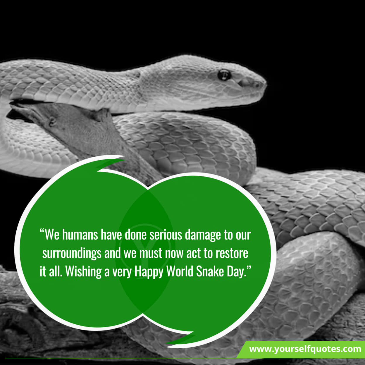 Happy World Snake Day greetings
