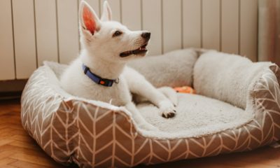 How To Choose The Right Bed For Your Dog
