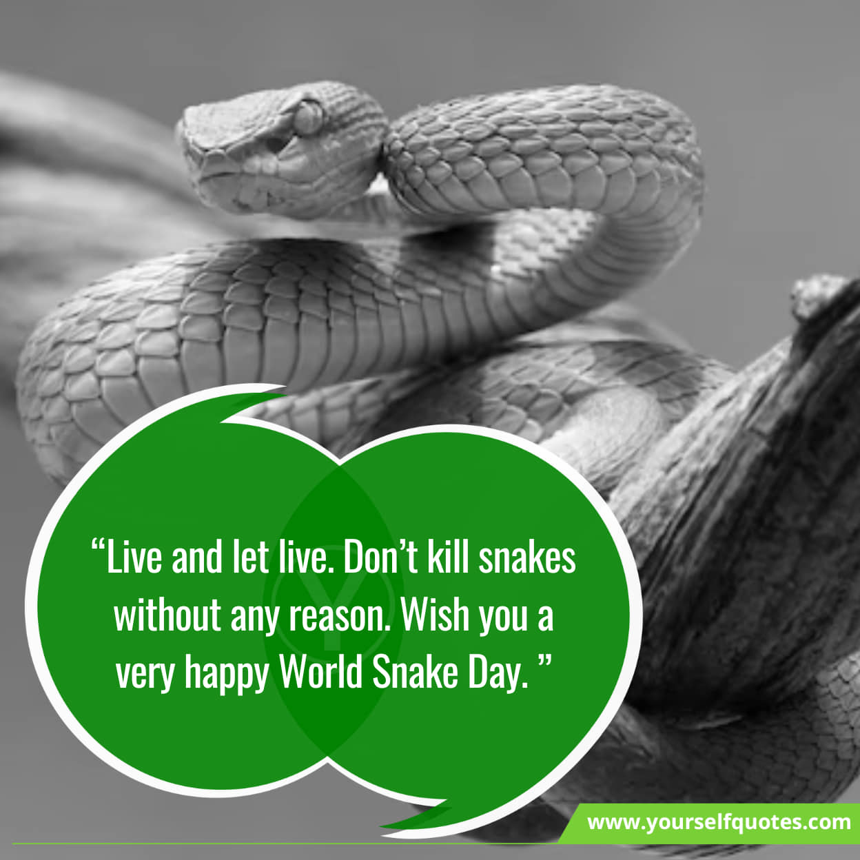 Inspirational quotes for reptile lovers