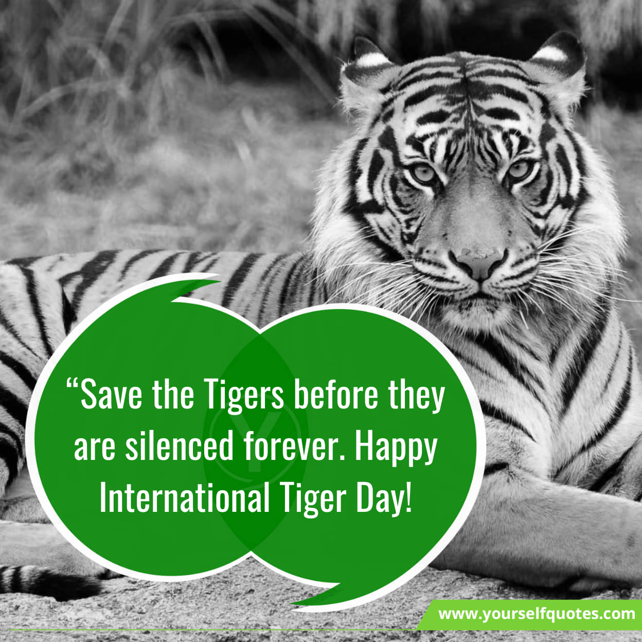 International Tiger Day Wishes