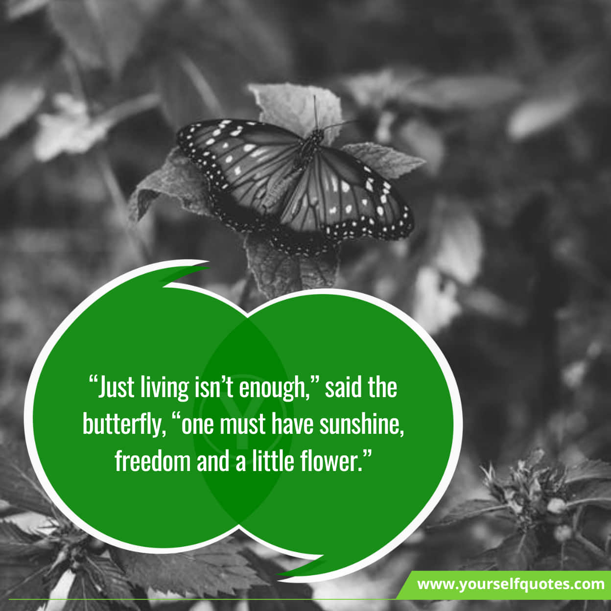 Latest Inspiring Quotes From Butterfly