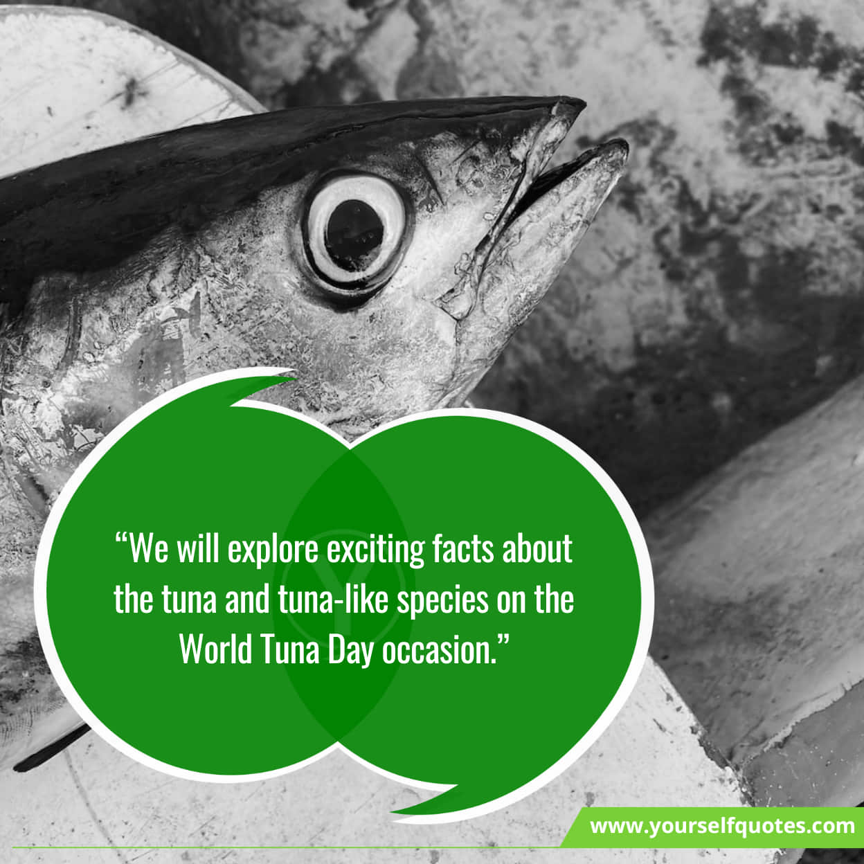 Messages on sustainable fishing practices for World Tuna Day