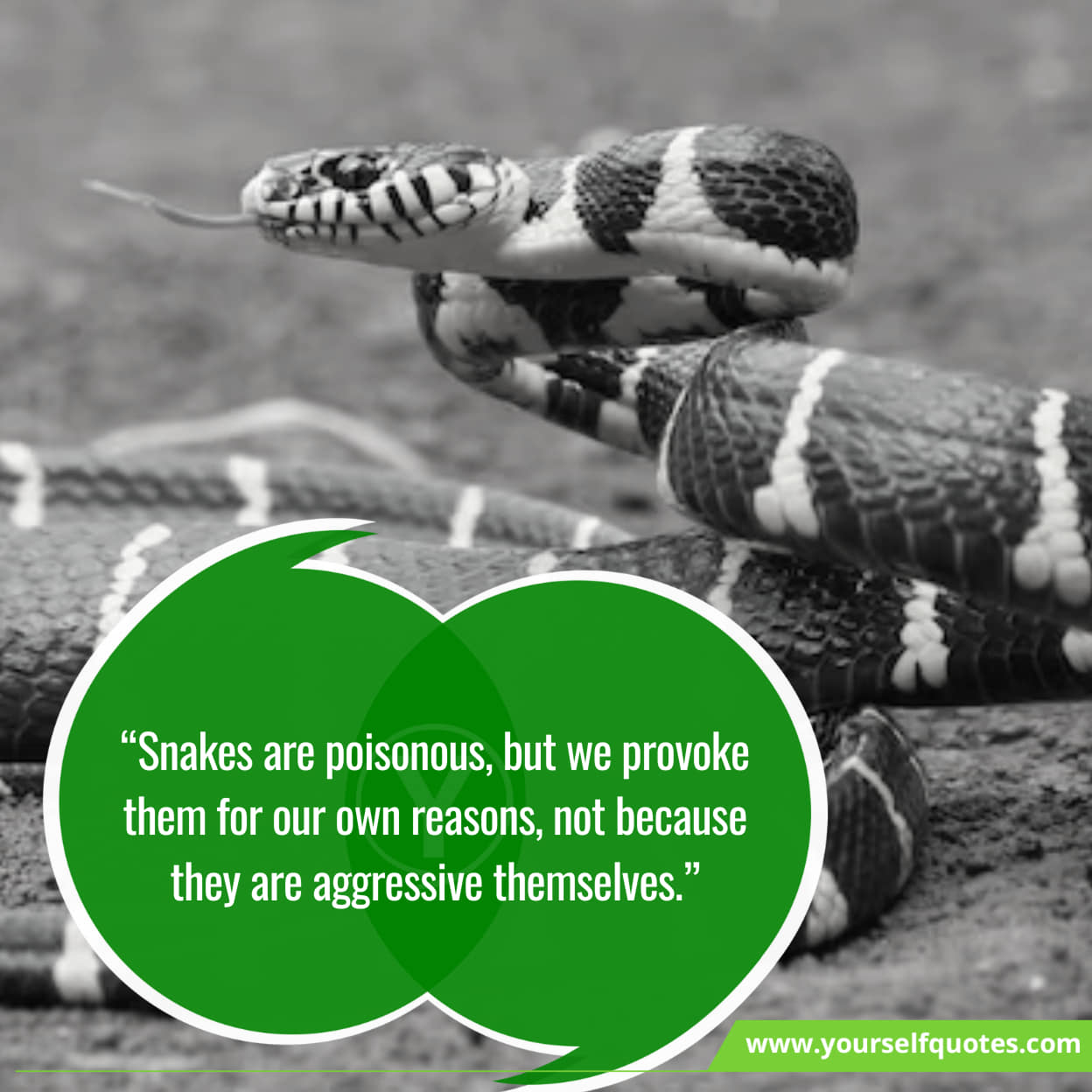 Quotes about the beauty of snakes
