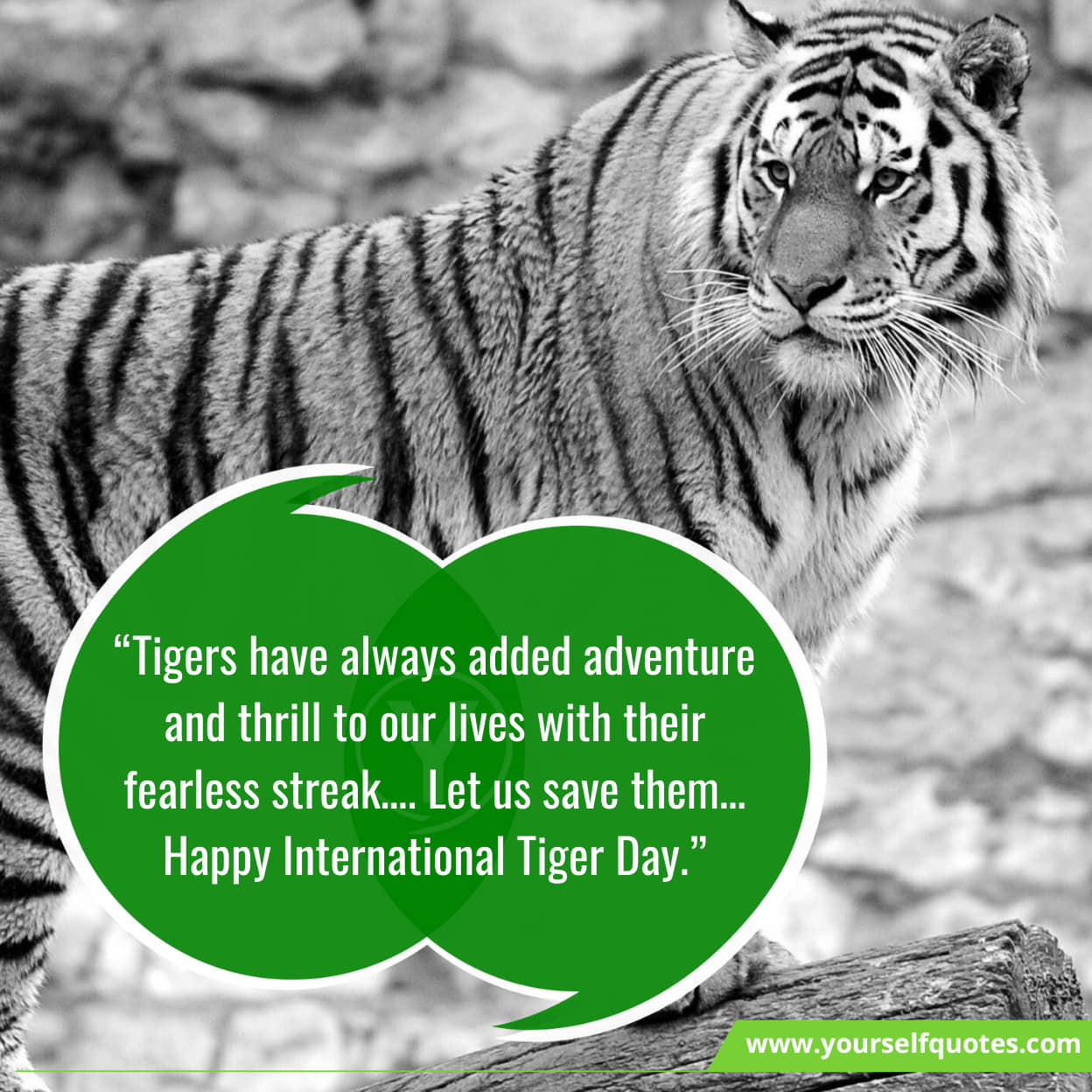 Tiger Day Best Messages & Slogans