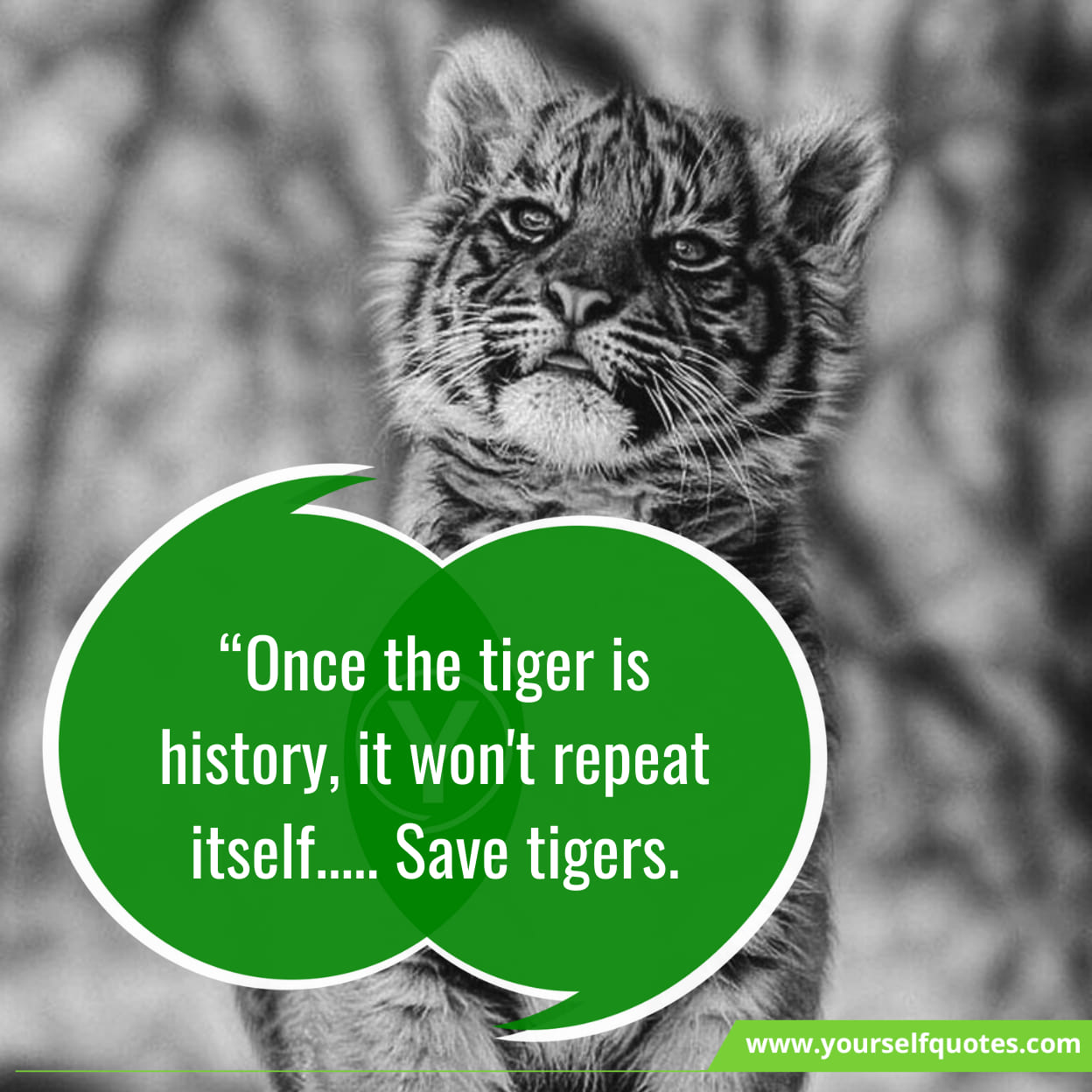 Tiger Day Quotes with Images & Wallpaper
