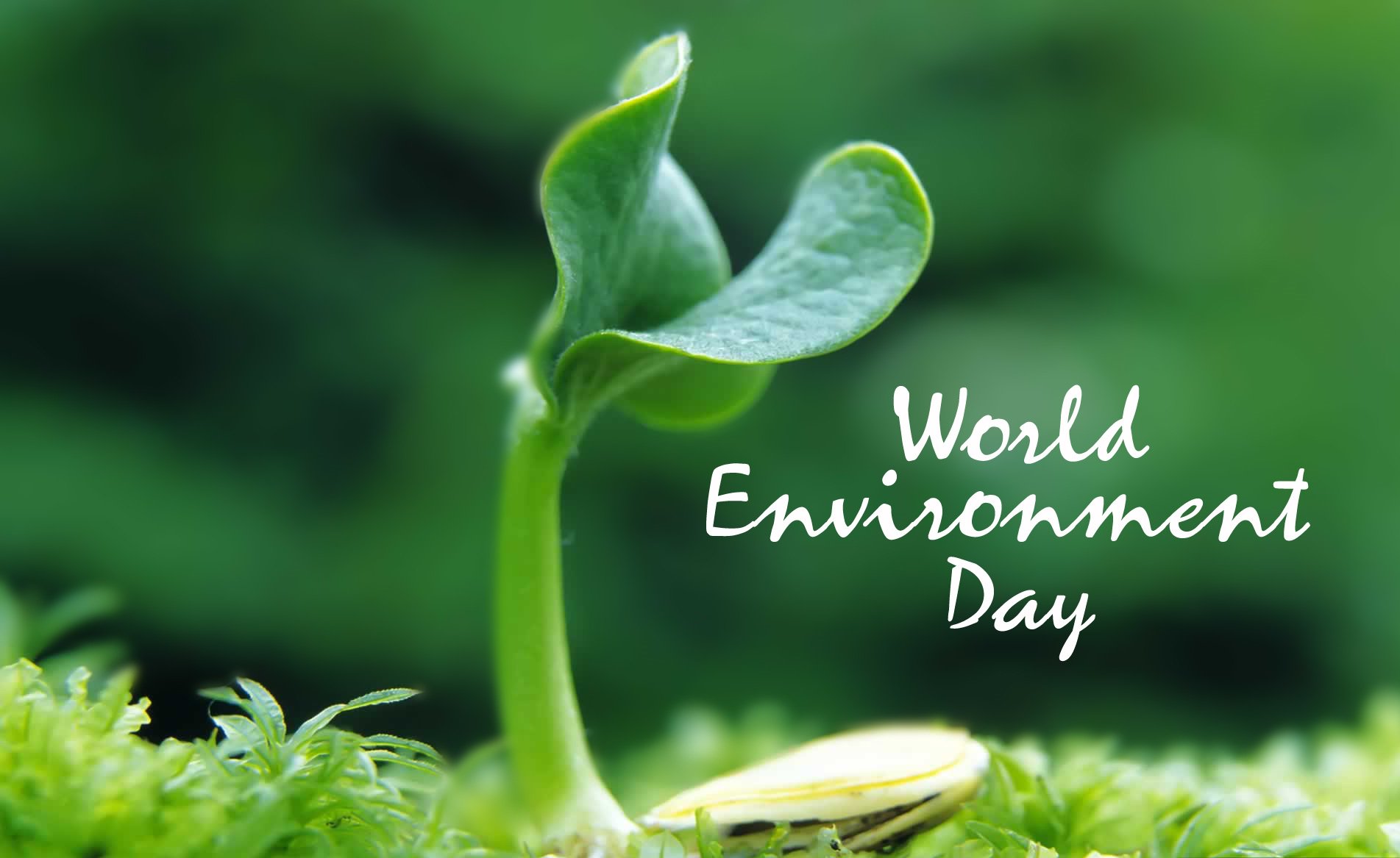 World Environment Day Images