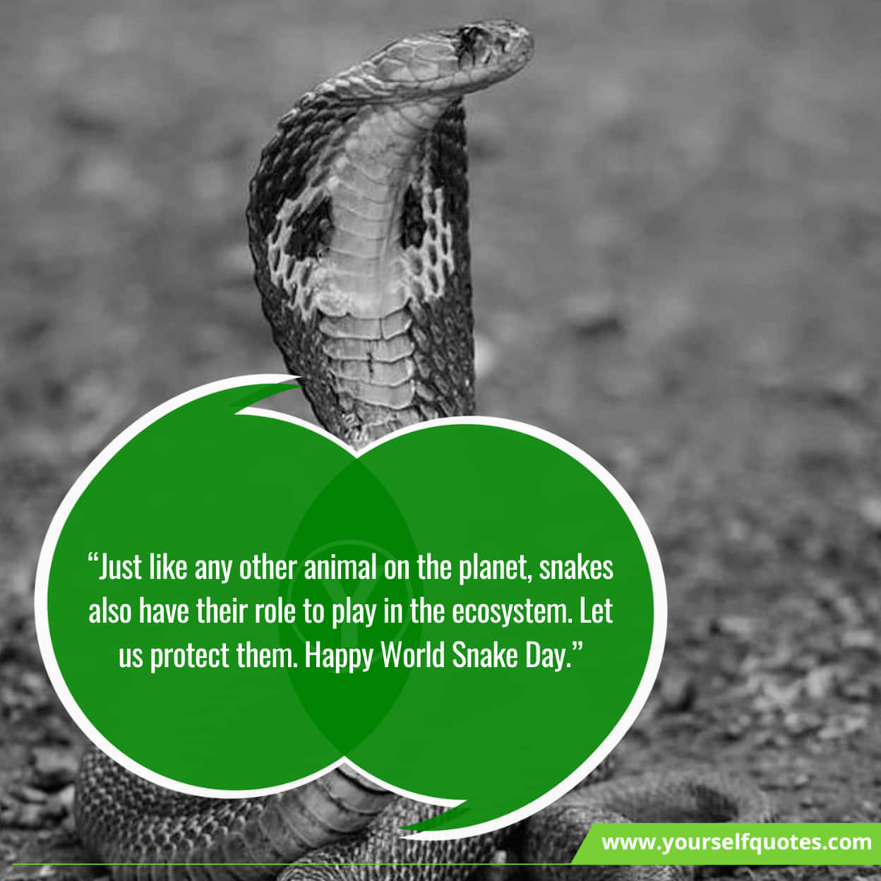 World Snake Day Best Sayings & Greetings
