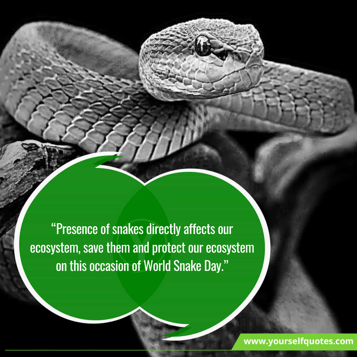 World Snake Day Best Wishes