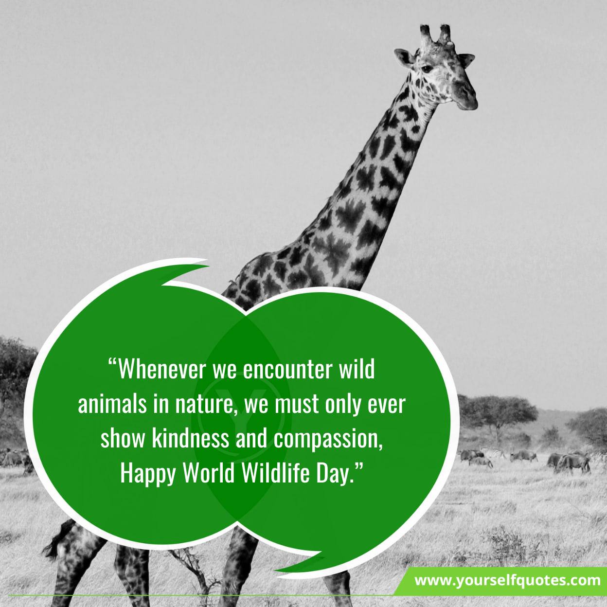 World Wildlife Day Messages & Slogans